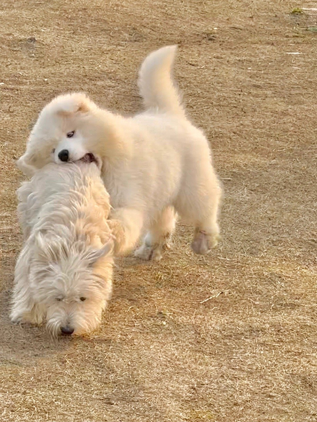 西高地：感谢来自耶耶的啃腚 