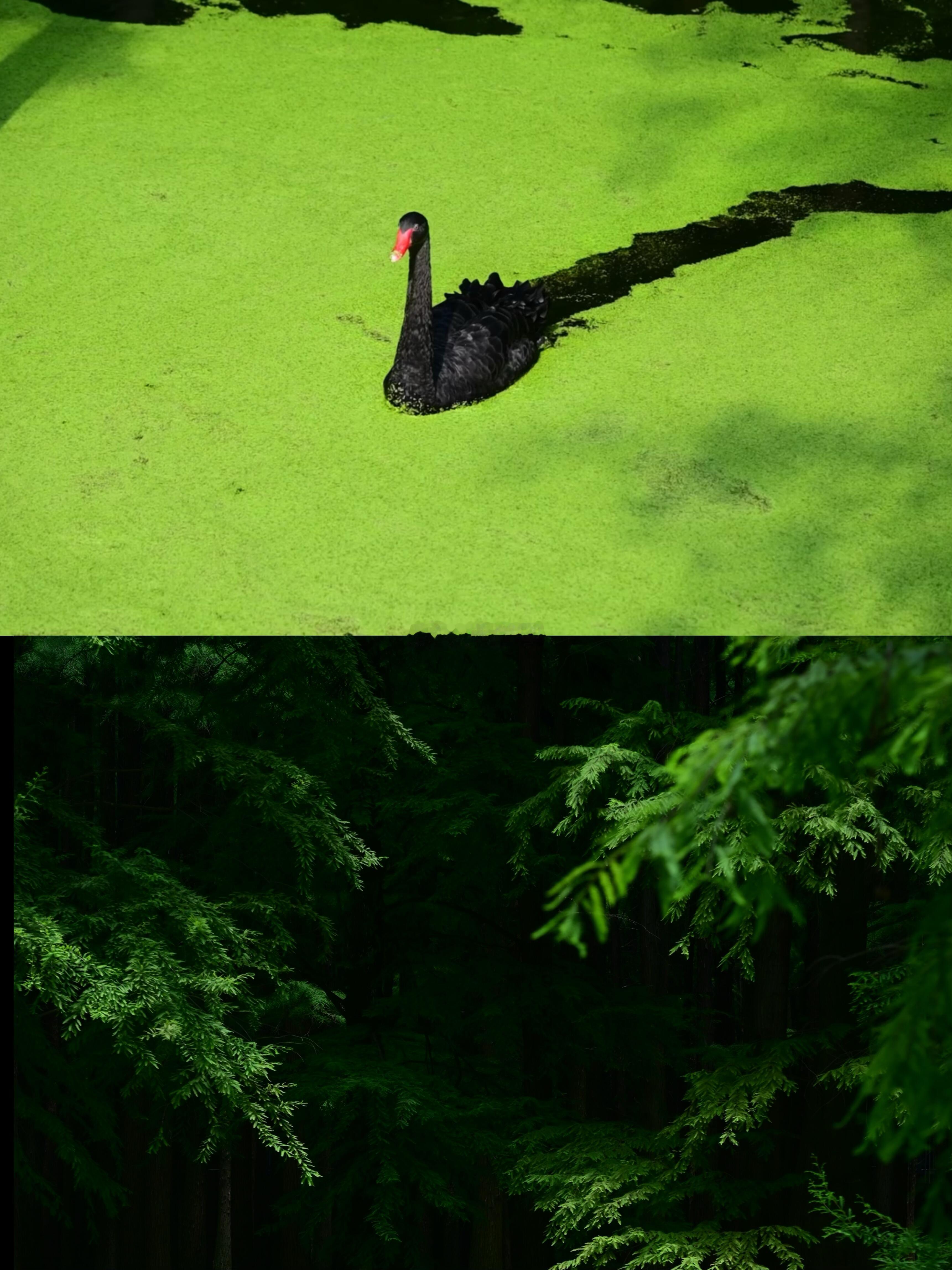 来青山湖吧，做一场关于绿色的梦💚踩过铺满浮萍的碧绿湖面，水杉枝叶漏下碎光，小鹿