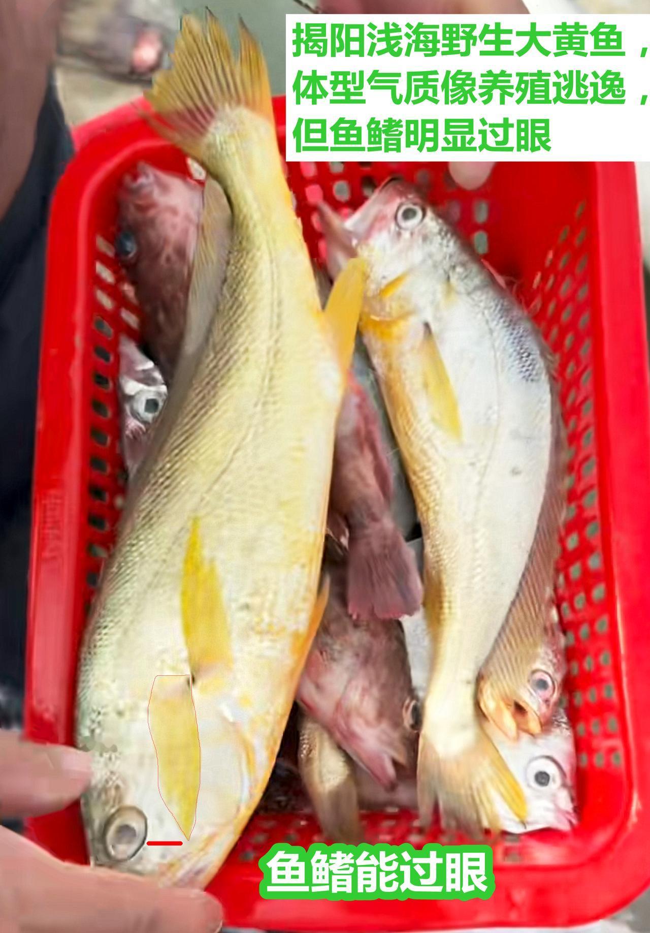 揭阳浅海野生大黄鱼，体型气质，像养殖逃逸。

但鱼鳍明显过眼，大家讨论一下。
