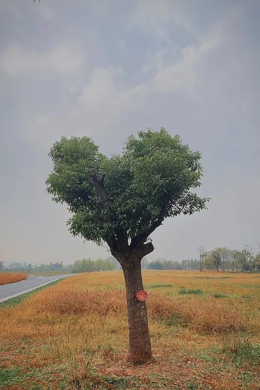 哭着出理发店 想要爱心树得到大鸡排 现在的事儿真是越来越有意思了。之前湖南怀化的