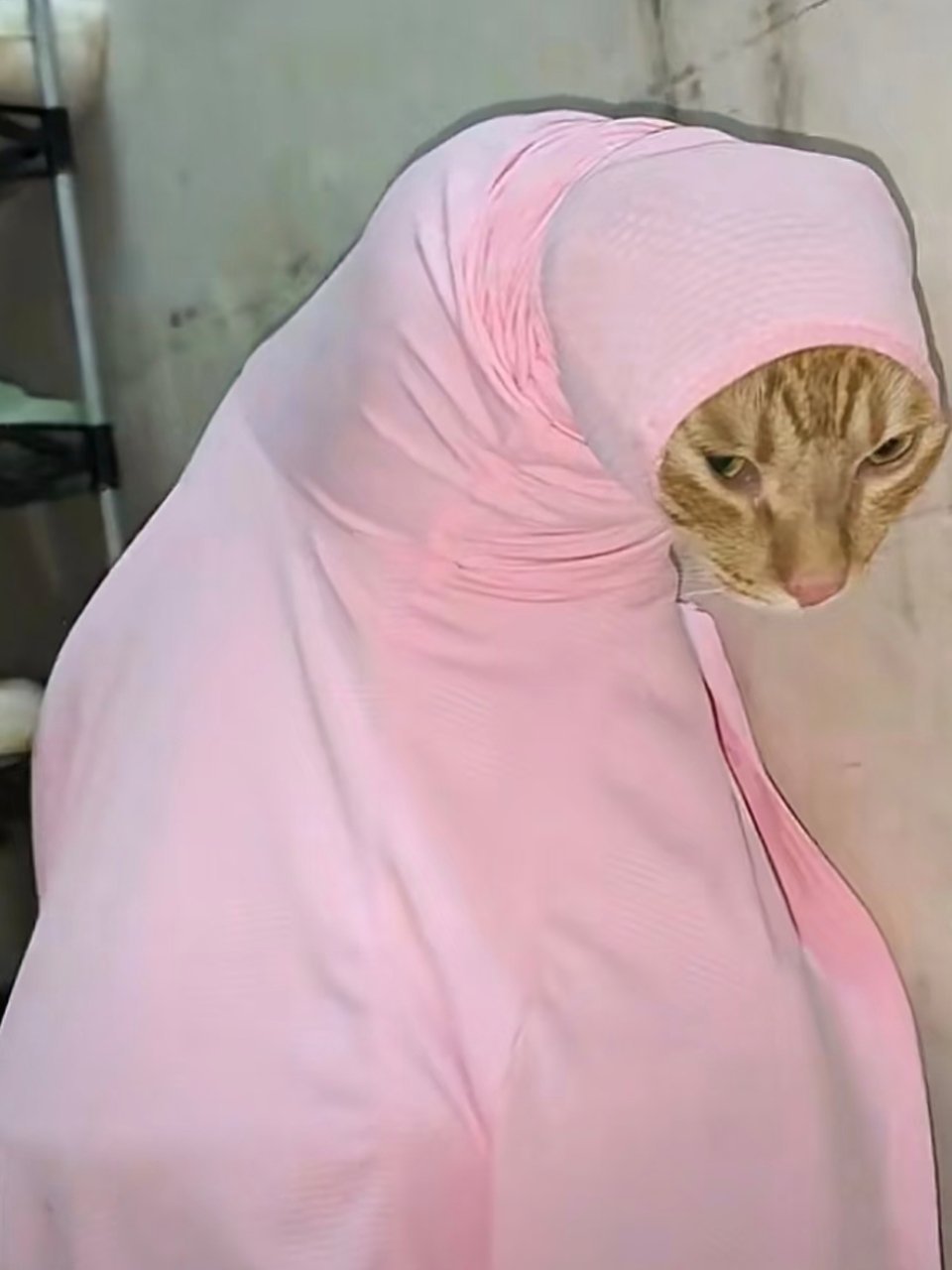 兰州拉面老板娘——小十一版