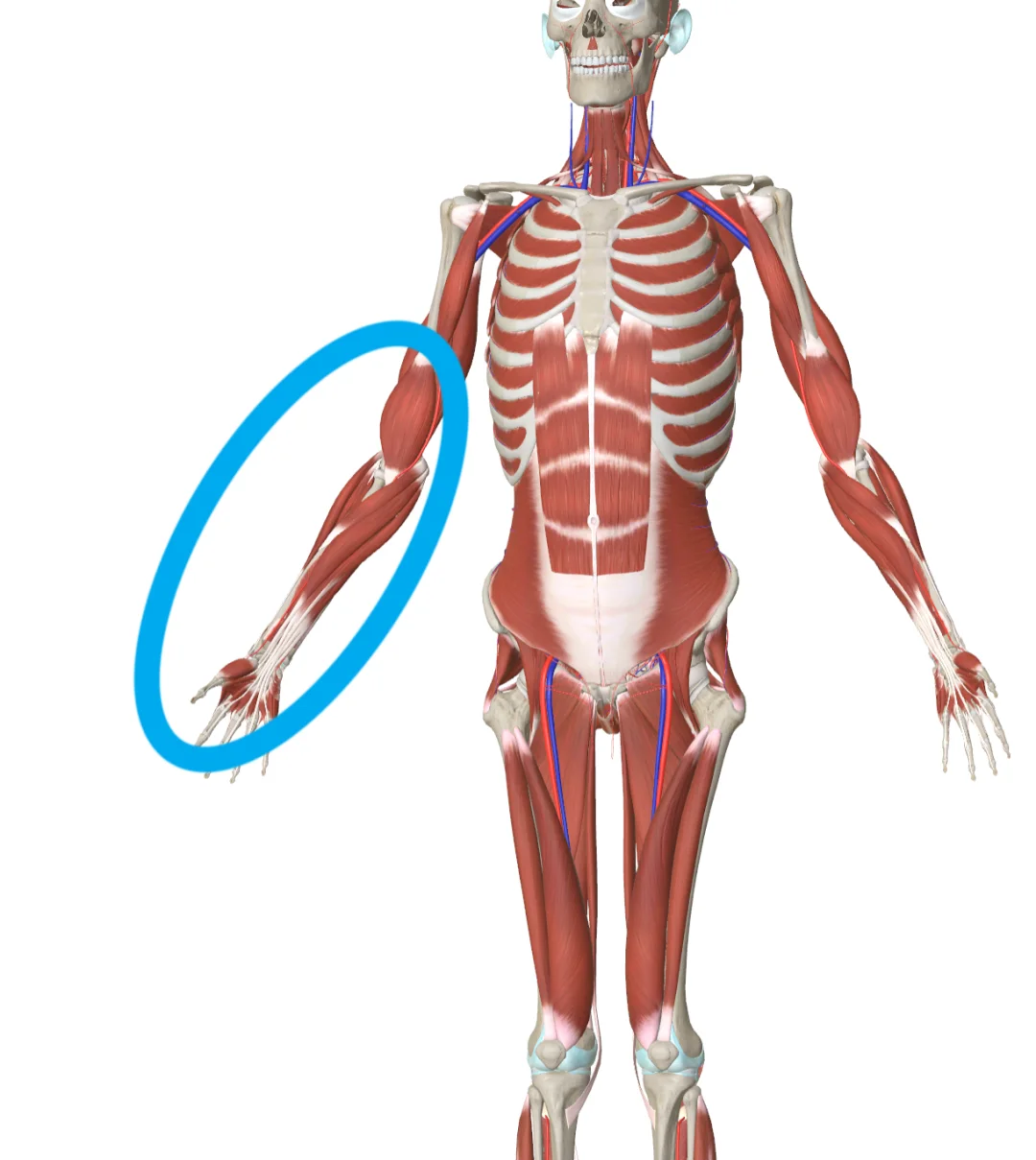 手臂出现钝痛和发冷时，普遍认为是血管被卡压，但实际上可能并非如此。 我...