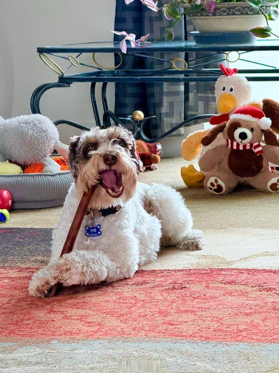 吉哥猛啃洁齿棒。 