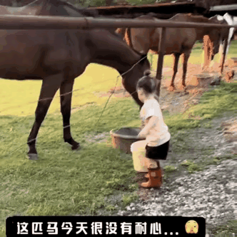 这小朋友胆子真不小，这么点个孩子就敢喂马，孩子的家长心也是够大的了，尽管马这种动