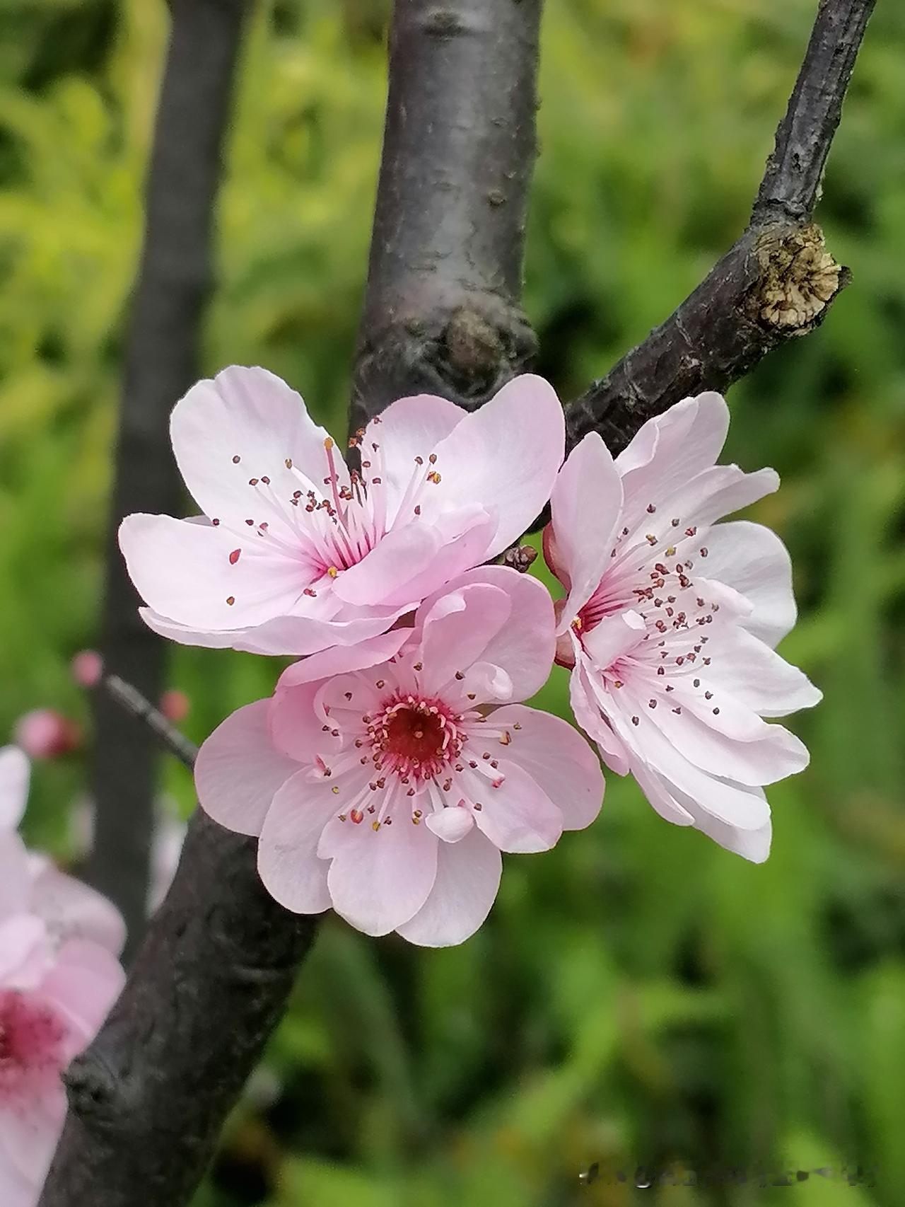 分享相册里的花🌸
