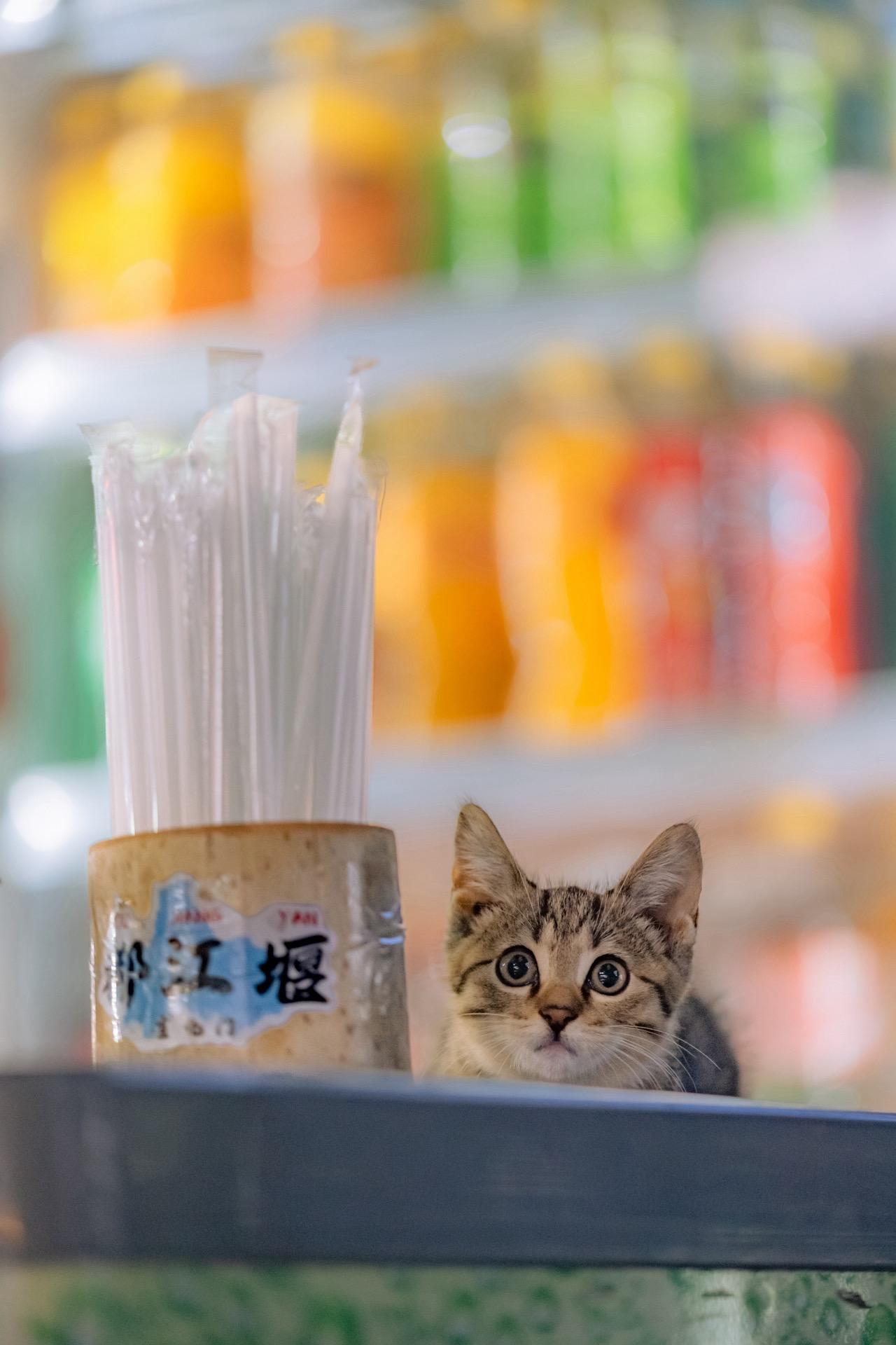 刚下火车，就拍到了都江堰的猫猫名片。路过一家小店，烟火气十足，恰好还有...