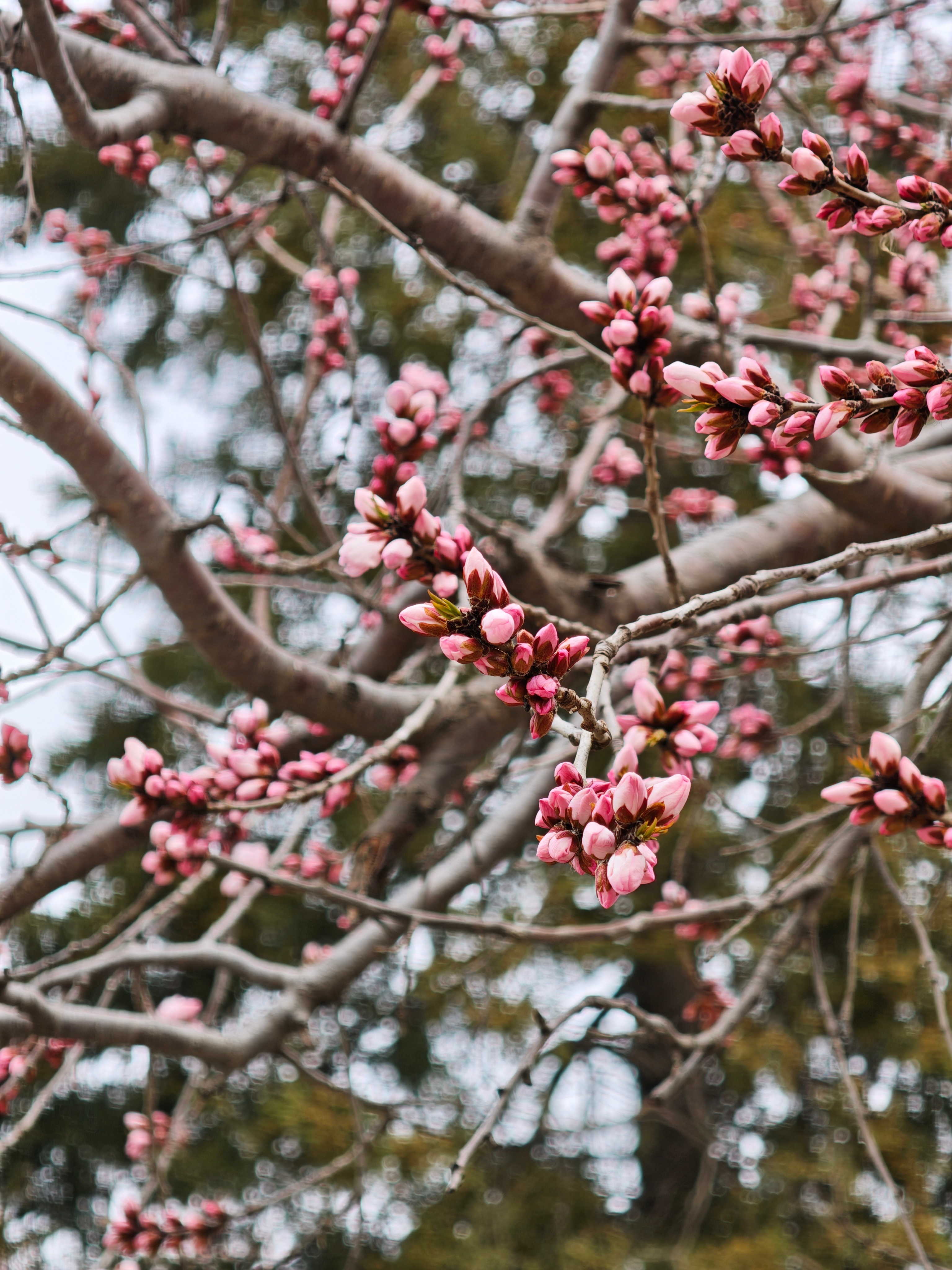 被天津红桥的这束桃花硬控了春风一到，红桥桃花堤便按下浪漫开关。粉白花枝沿运河舒展