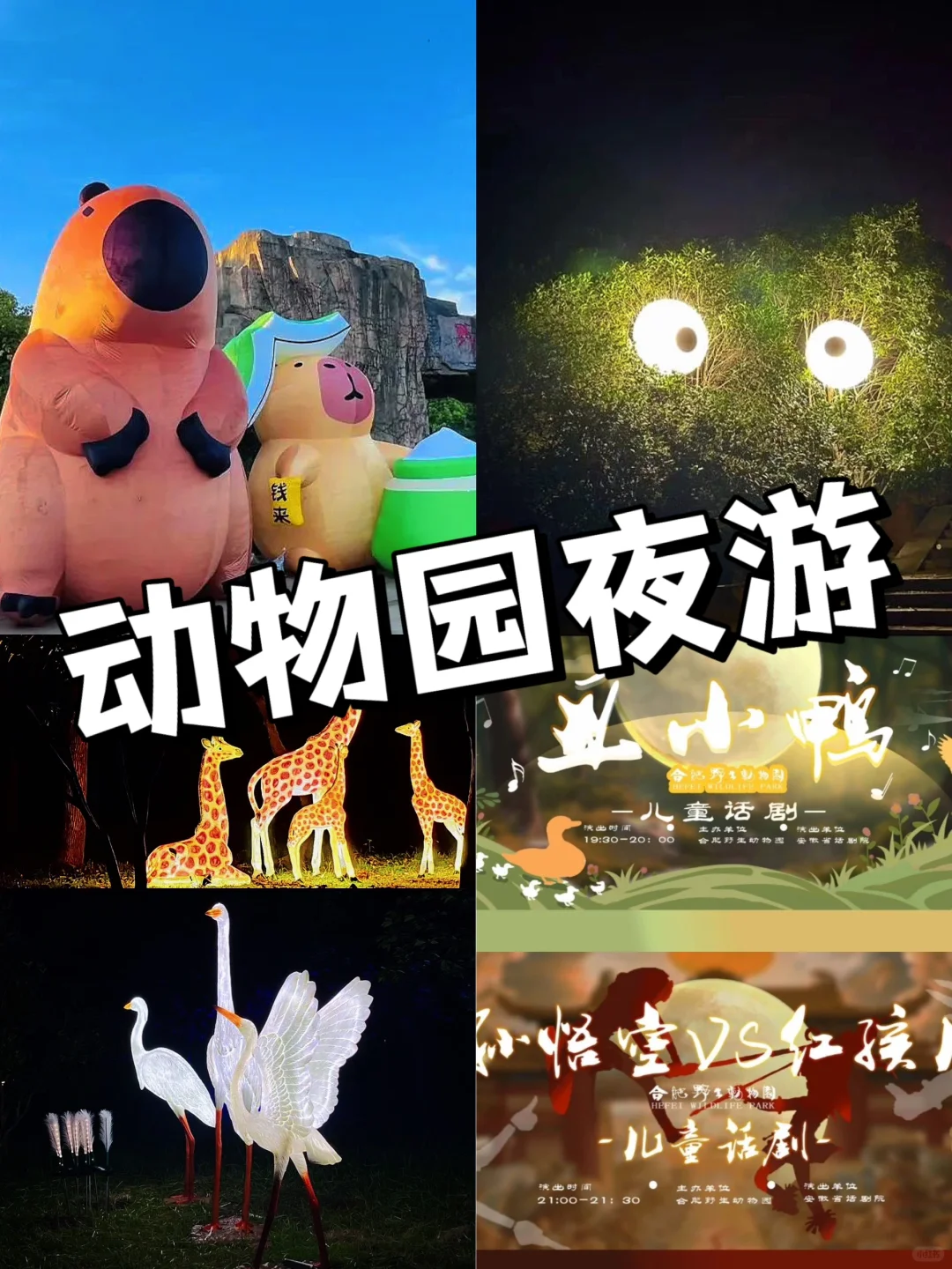超有趣！合肥的小动物们开始上夜🌠班啦~