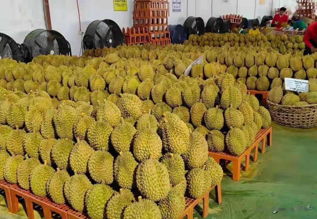 【菲律宾果农哭了😢要求中方赔偿】
菲律宾🇵🇭官方给果农画大饼，声称2026
