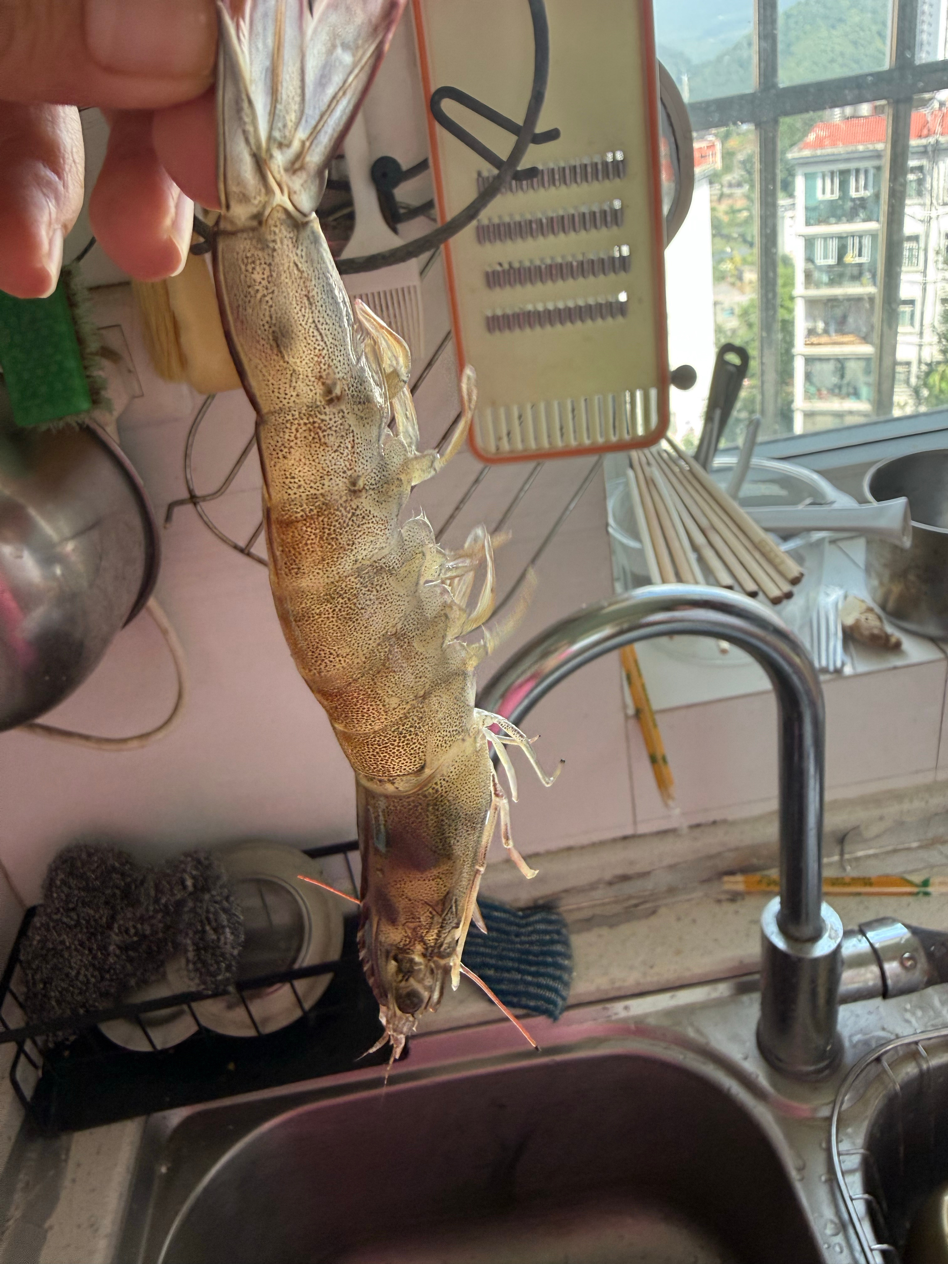 念开始吃虾啦 
