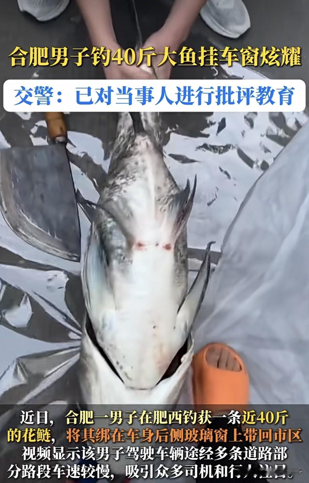 钓鱼佬的高光时刻，合肥一男子钓到一条40斤的大鱼挂车窗上，一路炫耀后被交警给教育