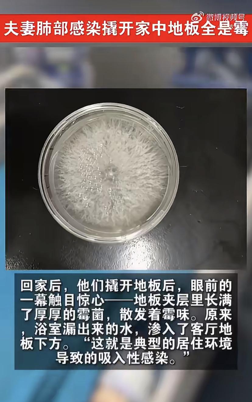 浙江夫妻双双高烧入院，真凶竟是地板下这东西!医生:严重可致命
浙江宁波的周先生夫