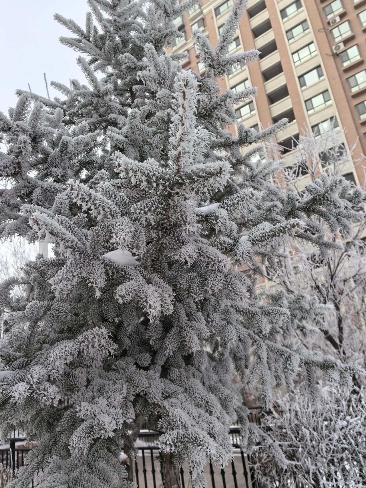 分享一张雪景图在这纷纷扬扬的冬季里，你是否被这雾凇所吸引，它们层层叠叠，在晨光中