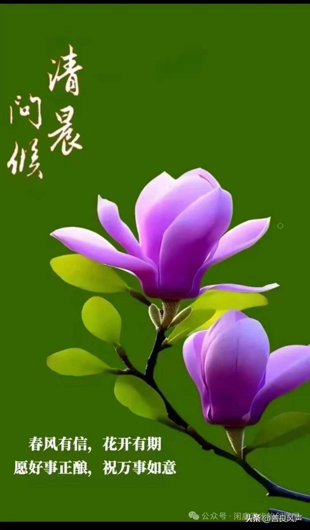 清新早晨，紫花绽放，愿美好如期而至。