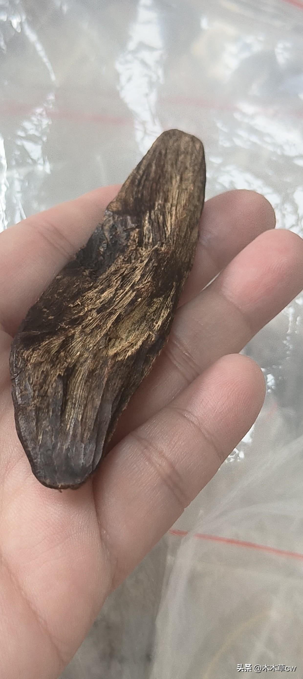 闲来无聊，想出一块加里曼丹。这个呢是人工种植，然后放在野外几十年以后再去收的，算