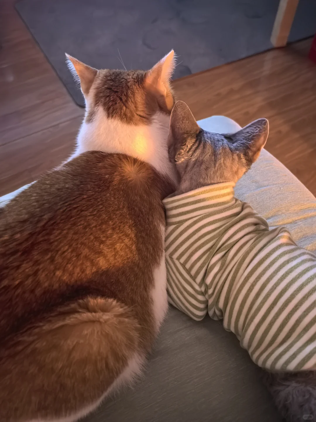 降温是最好的胶黏剂 一对好哥俩