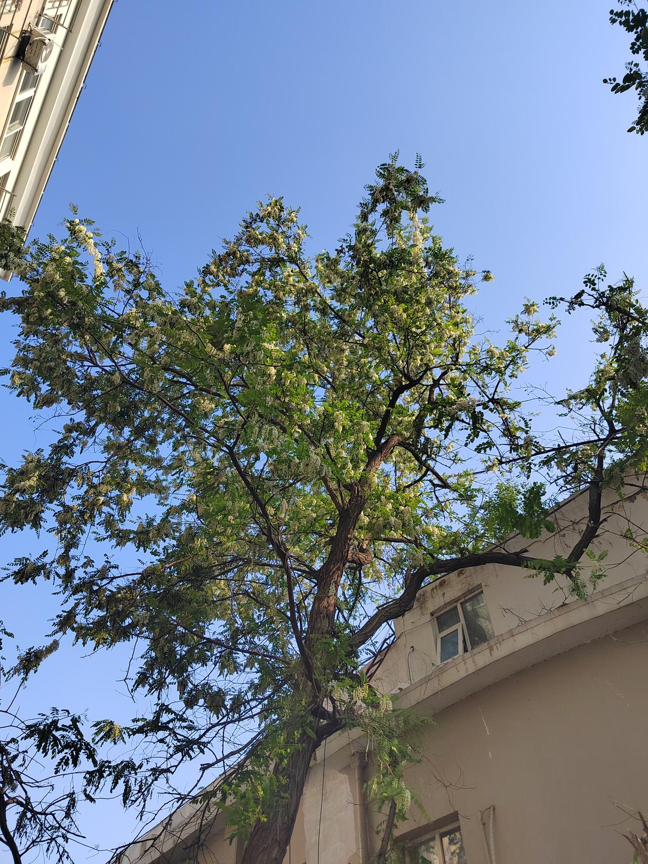 分享一下你今天随手拍下的美景2楼下槐花又开，槐香飘满整个老城区