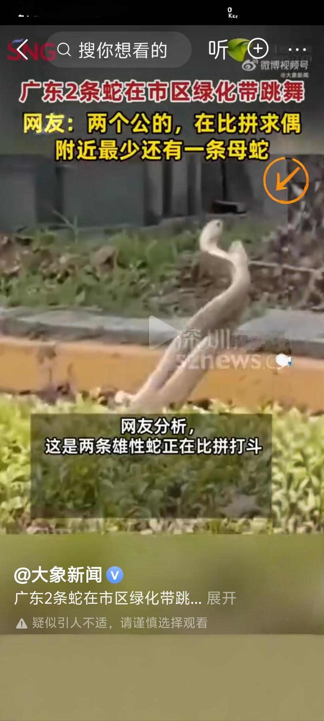 广东两条蛇在市区绿化带比武求偶，如今毒蛇频频入侵人类居住地伤人，我们是否到了该消