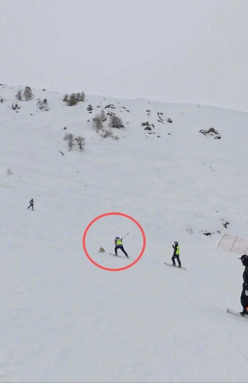 #阿勒泰辟谣滑雪场打死狐狸#【阿勒泰警方辟谣“滑雪场打死野生狐狸”：系晕厥，已放