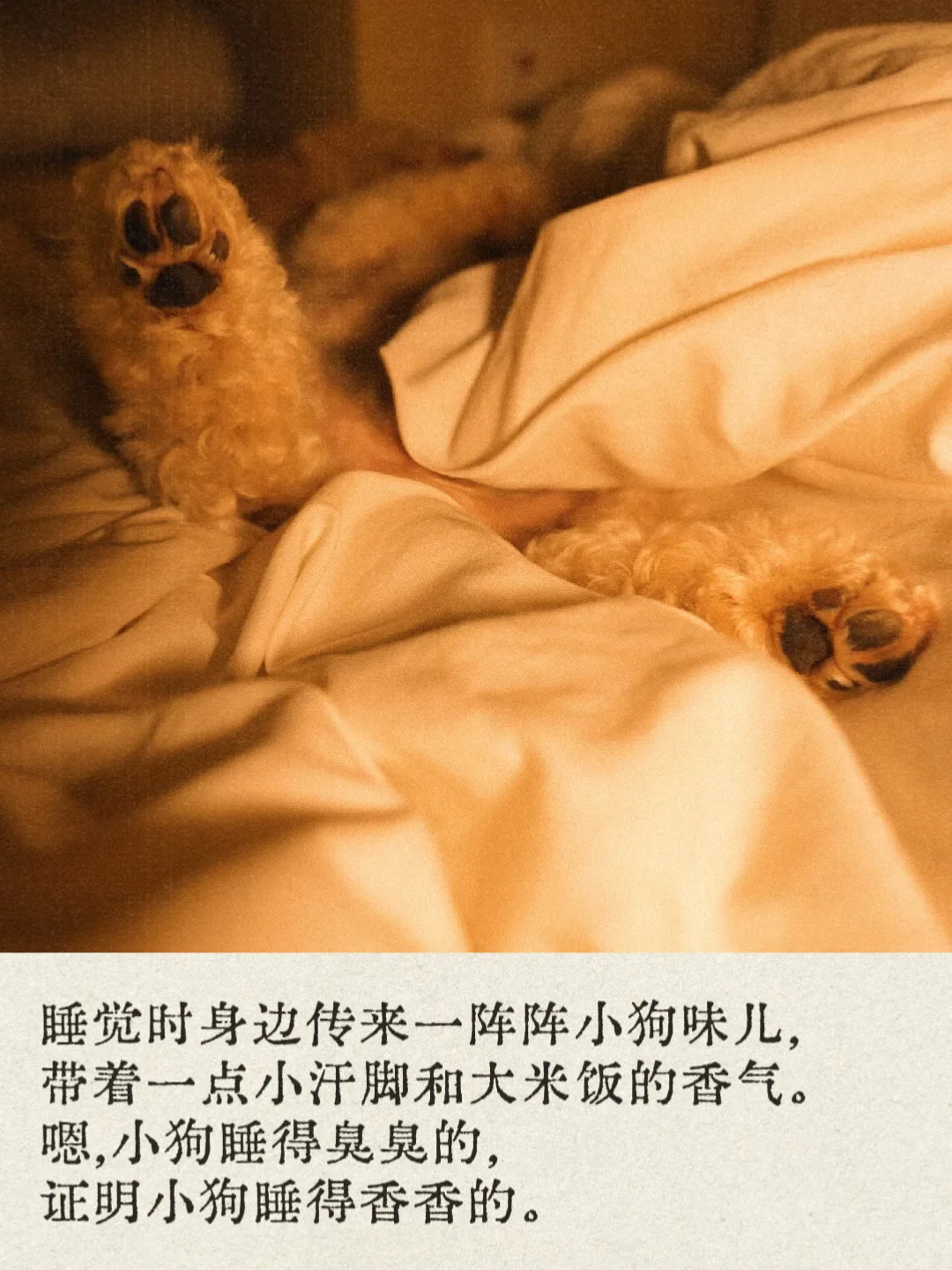 如果你也有一只小狗人儿，你会懂这些时刻ᵔ◡ᵔ