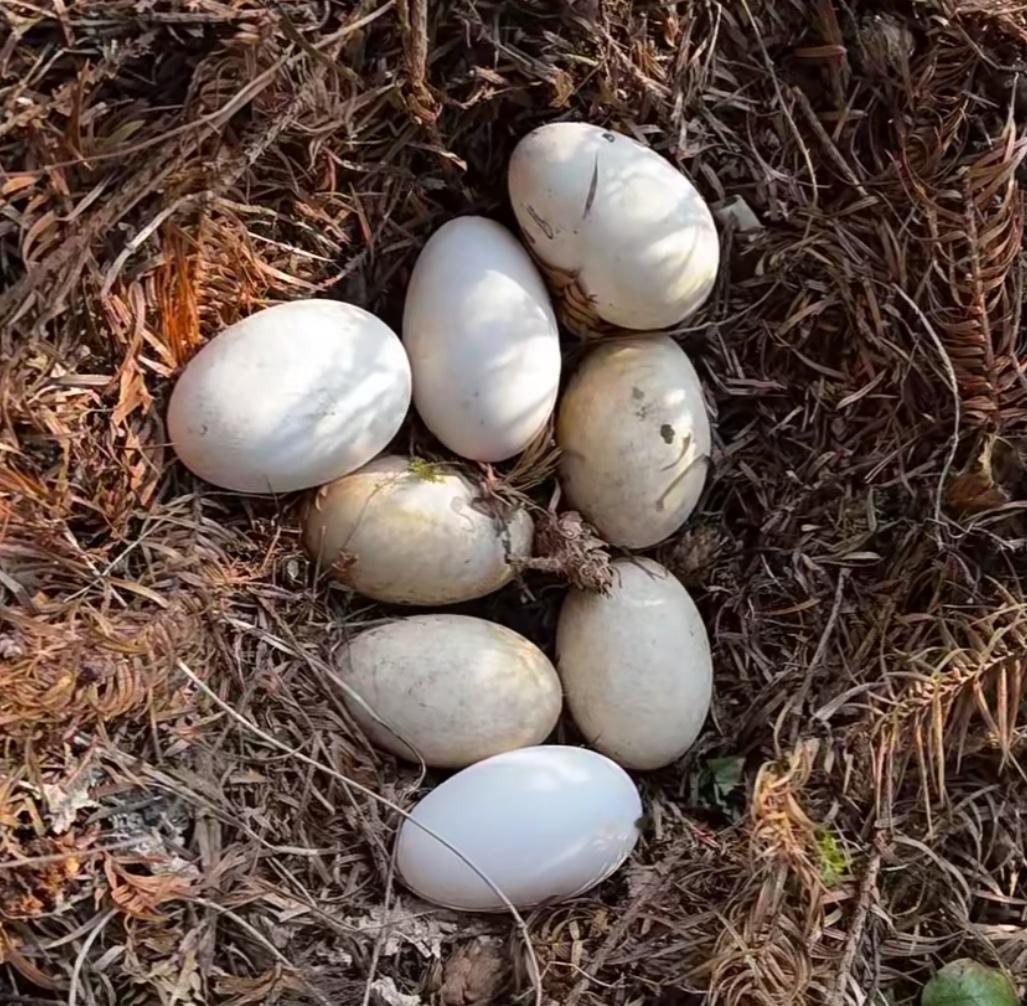 每天一条冷知识 鹅每隔2、3天才下一次蛋，还存在明显的季节性（一般9月开始陆续下