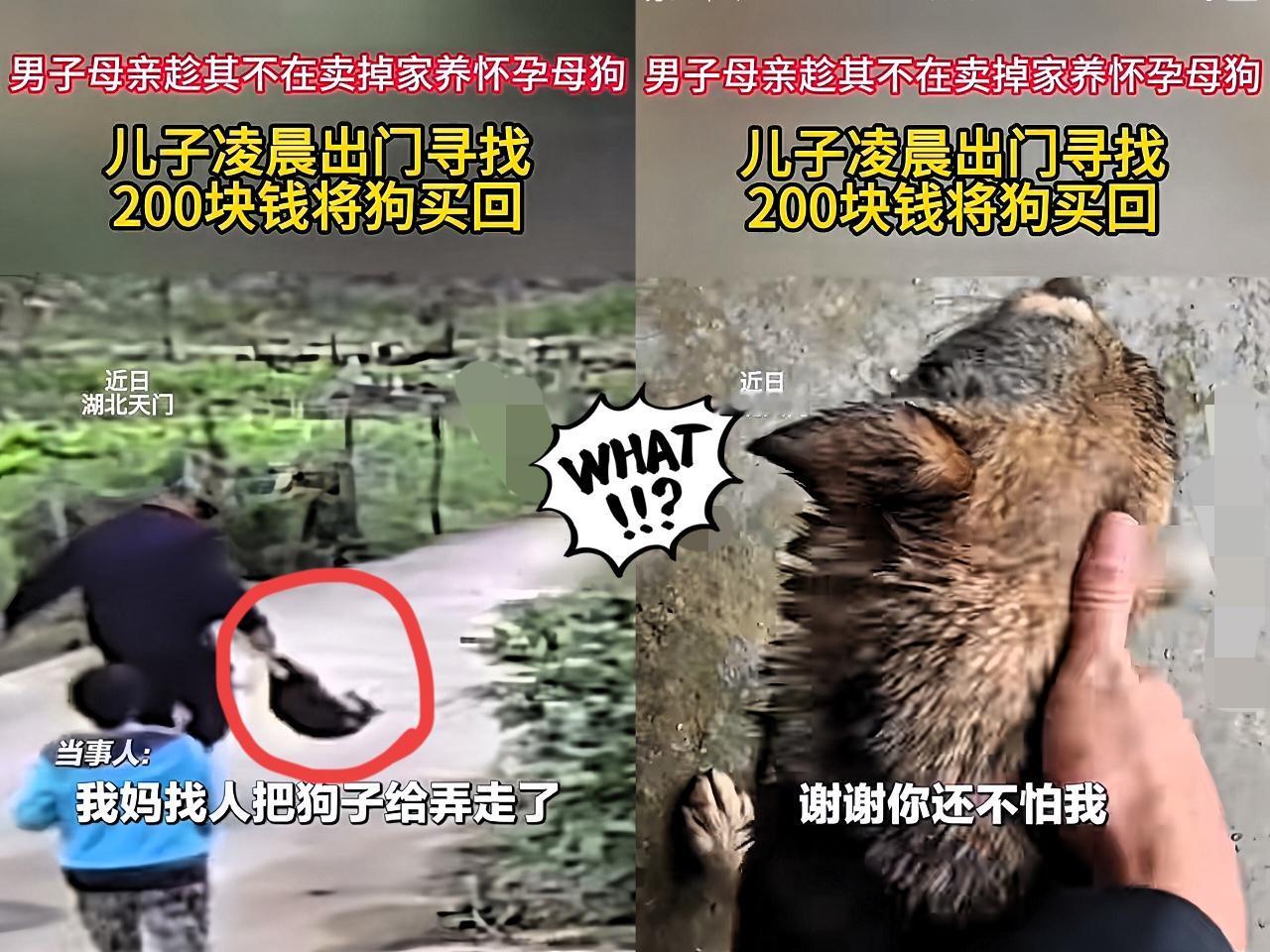 “泪目了！

”湖北发生的这事，真叫人心疼。

一妈妈瞒着儿子卖掉快生产的母狗，