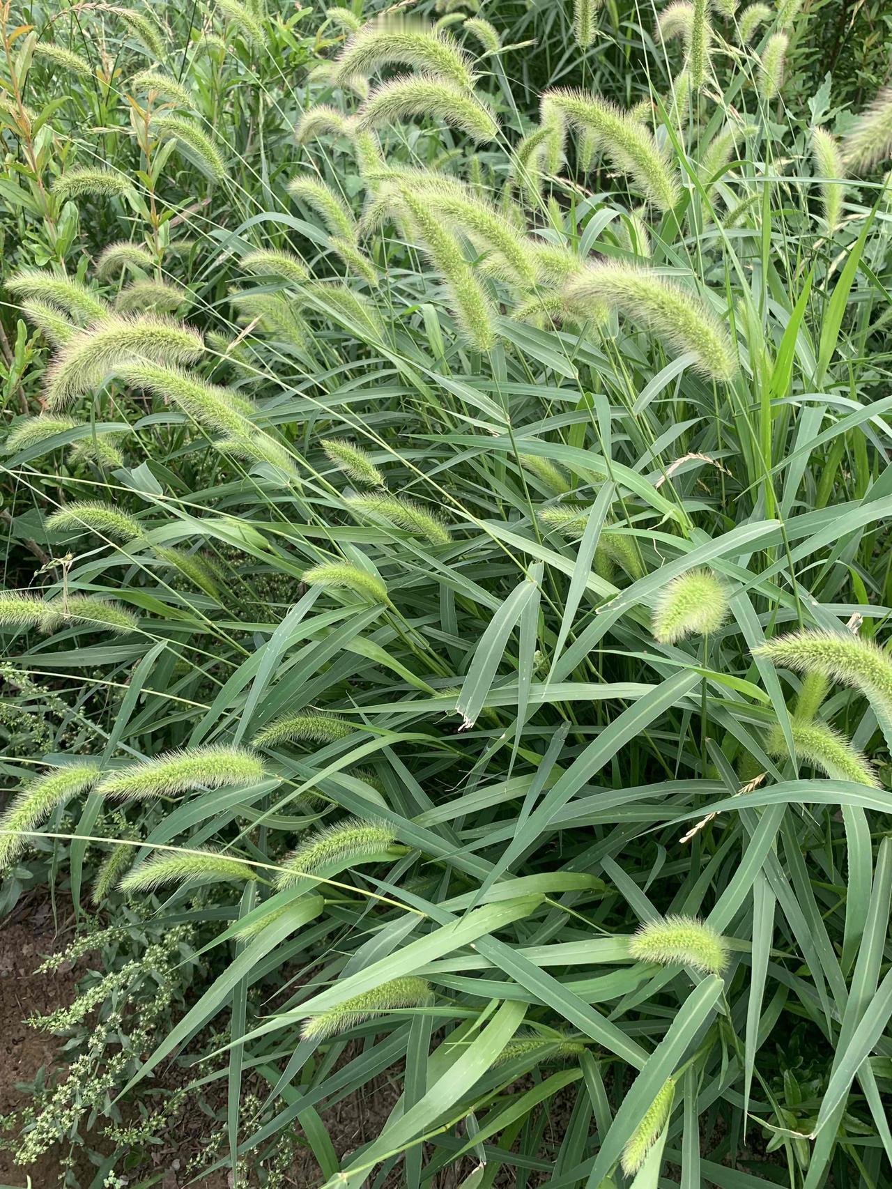 狗尾巴草
《七律·咏狗尾草》
蓬门僻巷自安家，不羡瑶台富贵花。
细叶摇风梳碧浪，