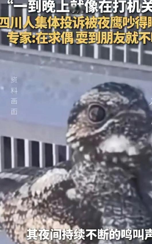 深夜“机关枪声”响彻四川多城，居民集体崩溃：求求你，快找个对象吧！

2020年