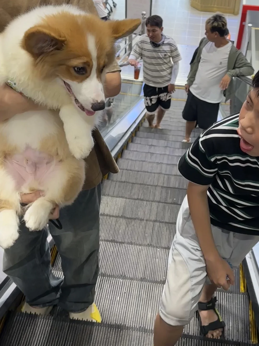 🐶：我逛超市怎么了