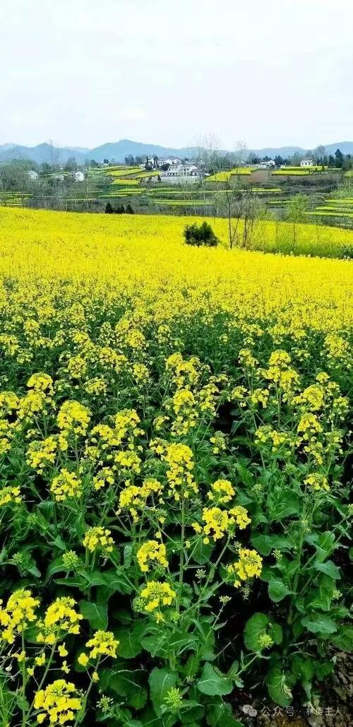 塞鸿秋·油菜花
春风已入田家住，
偏怜江南菜花黄。
花黄荚绿天然趣，
造物韶华皆