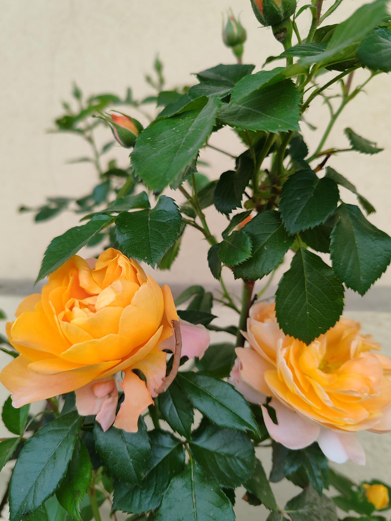 分享一下你拍的花随手拍。