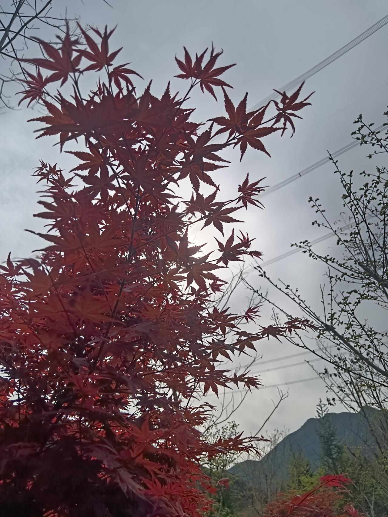 可以分享一张你拍的天空美照吗