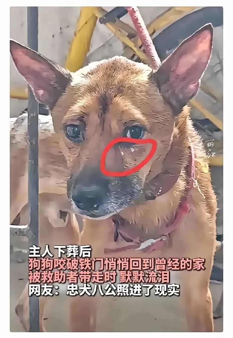 看了直掉眼泪！为了守着主人，连命都能不要，有些人却把情分当买卖！😭
重庆那老