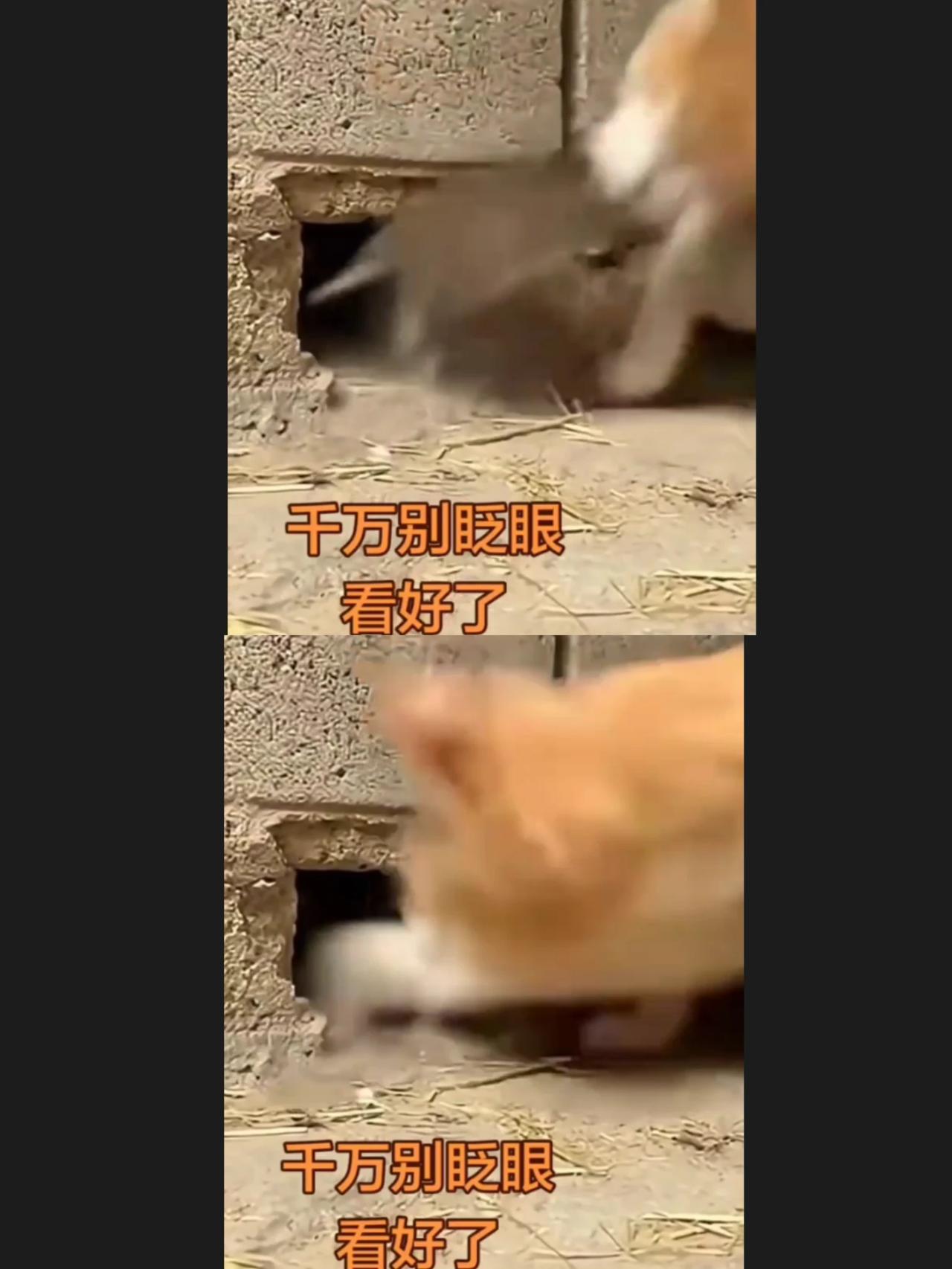 这两帧画面你没看到吧？猫咪的反应速度真的比人类眨眼还要快呢！