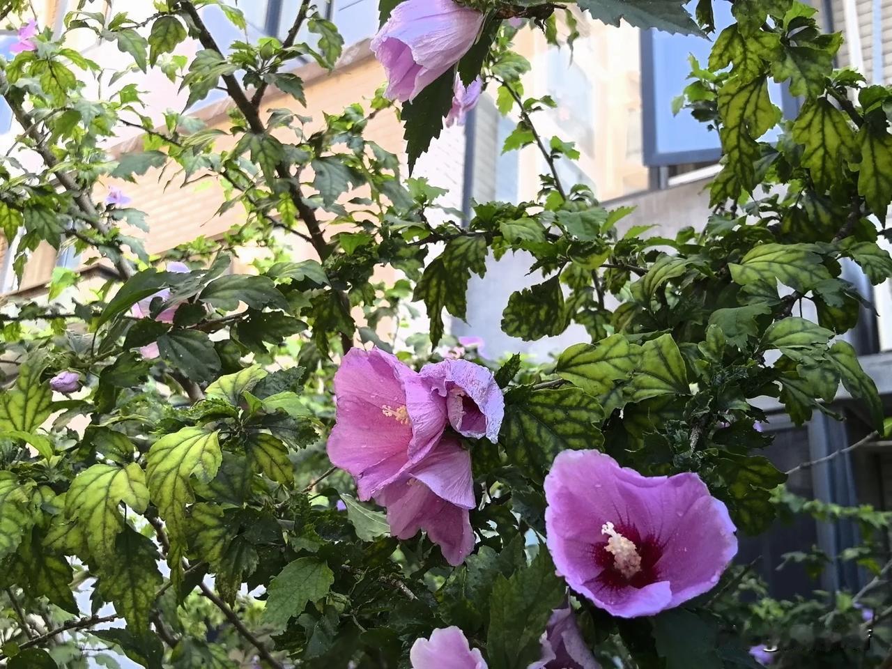雨后，木槿花