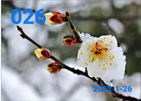 小土豆聊日常(026期)
     今天是2025年1月26日，星期日。
   