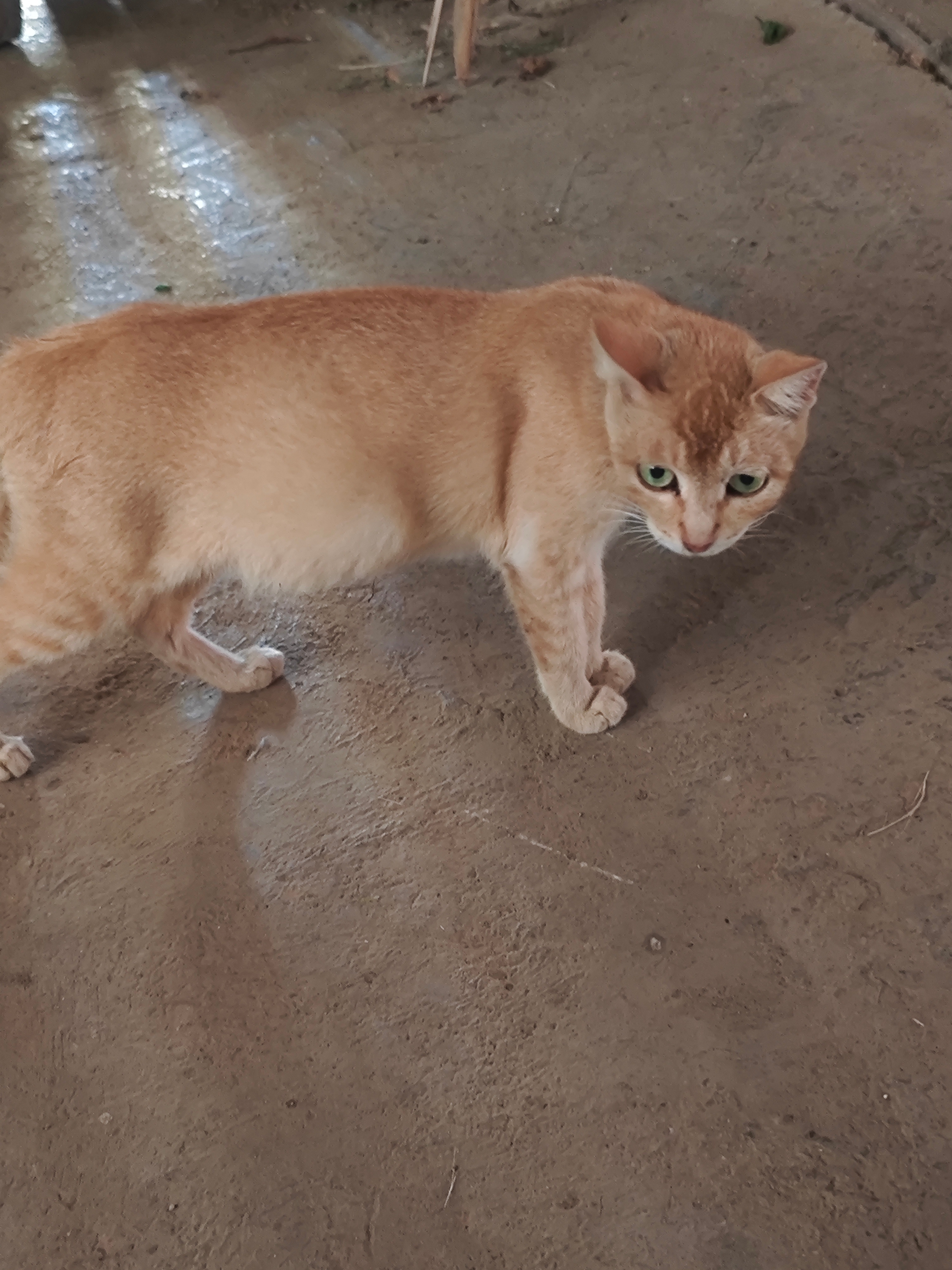 小猫 ​​​