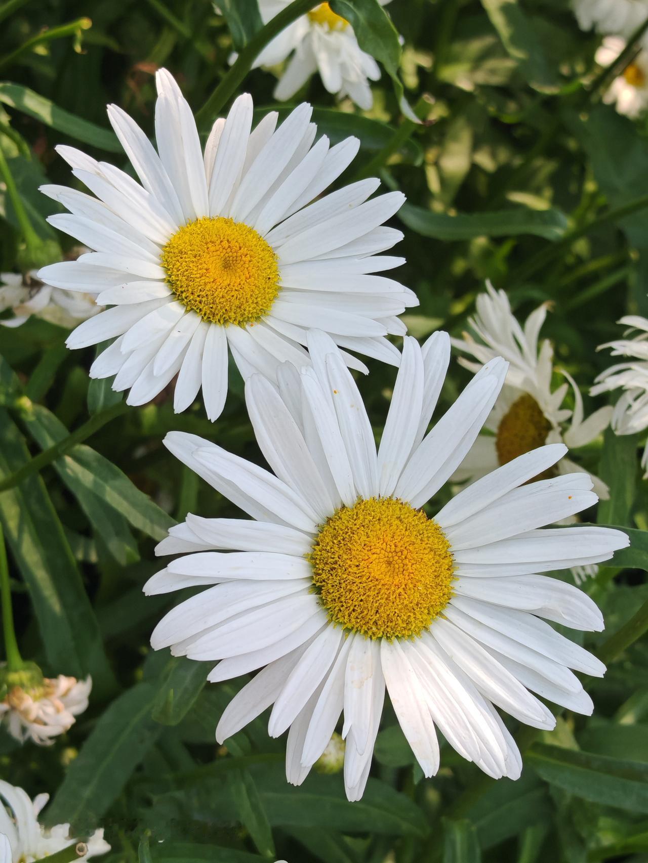 雏菊绽放，黄粉相间。北京通州大运河森林公园里雏菊鲜花