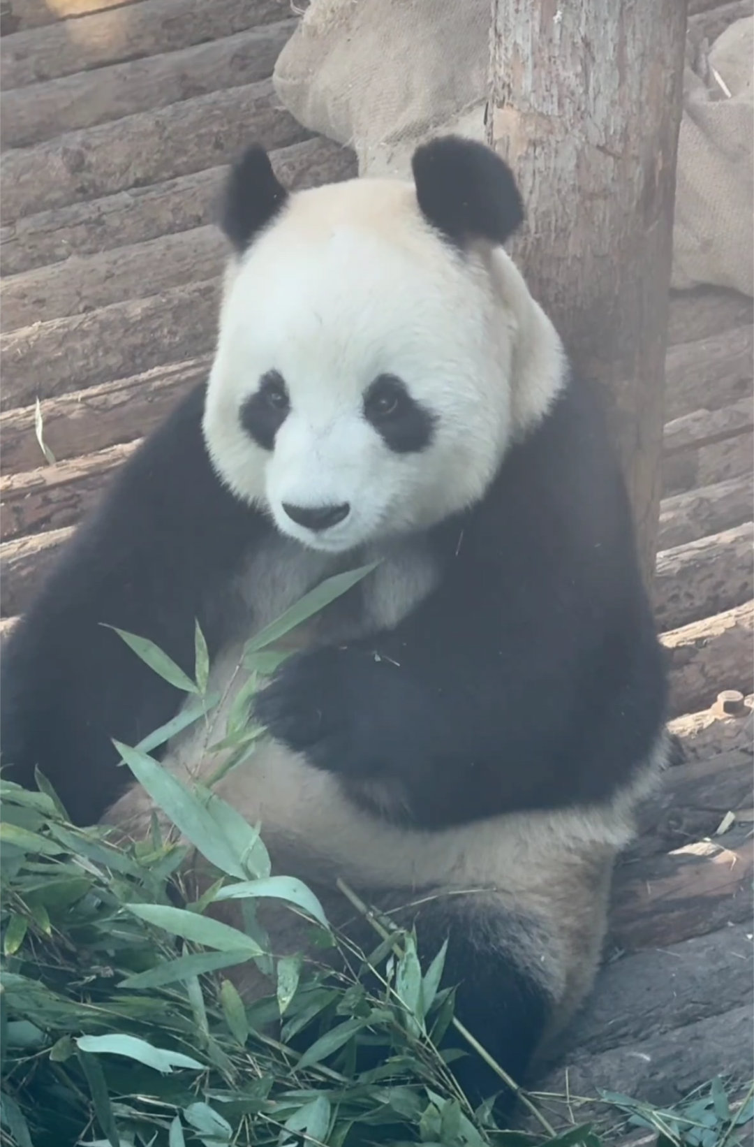 1.15 飞云好甜，云云睡觉觉咯，熊猫玩偶营业。🐼 