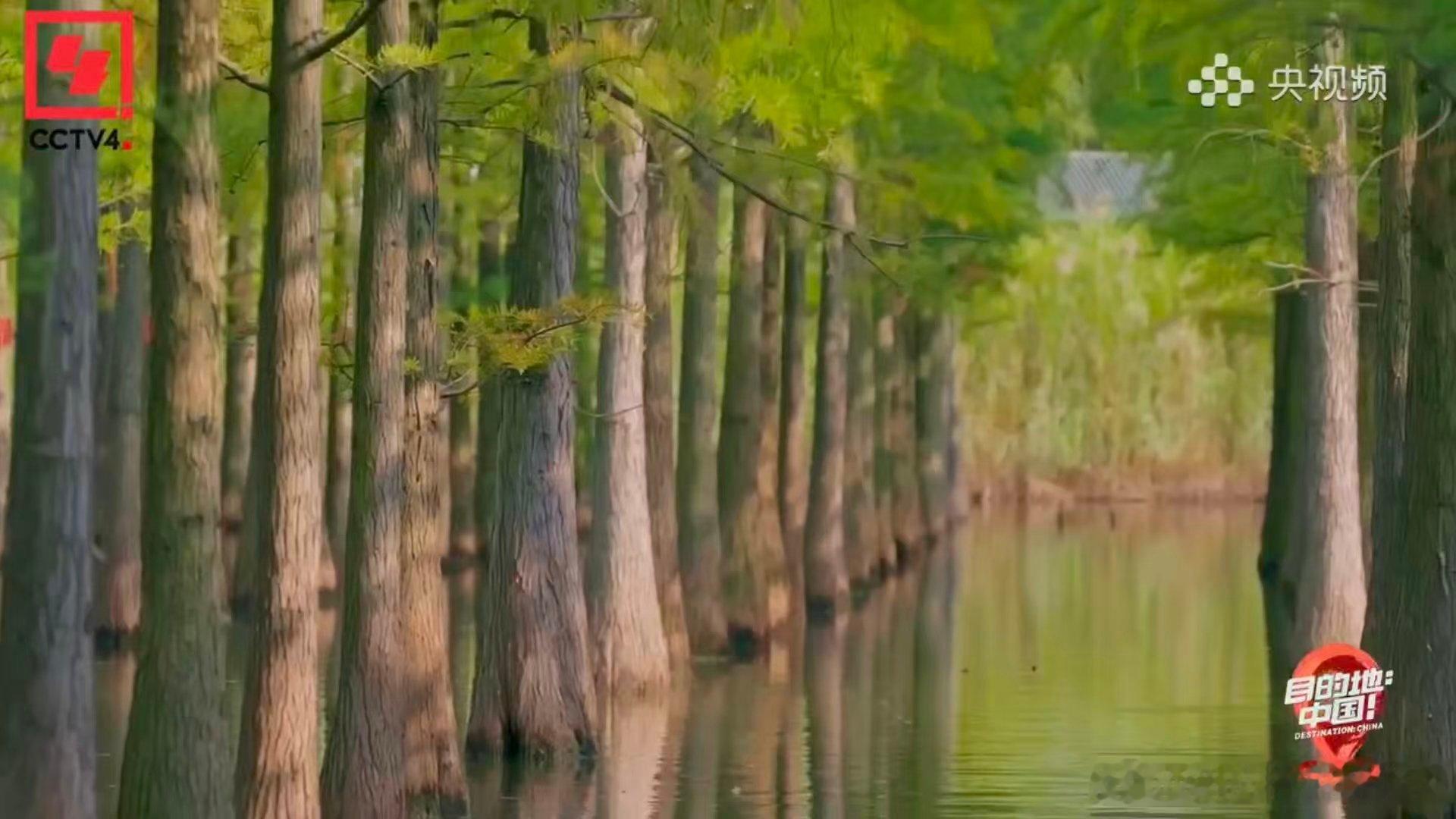 录综艺意外发现存活1亿年的物种  录制央视目的地中国这档综艺 意外发现存活一亿年