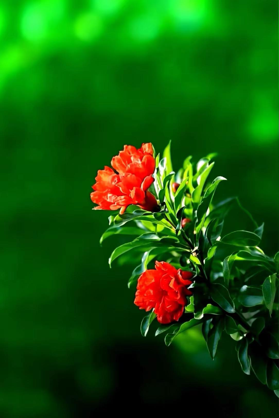 五月的浪漫。静思花语 花之诗意