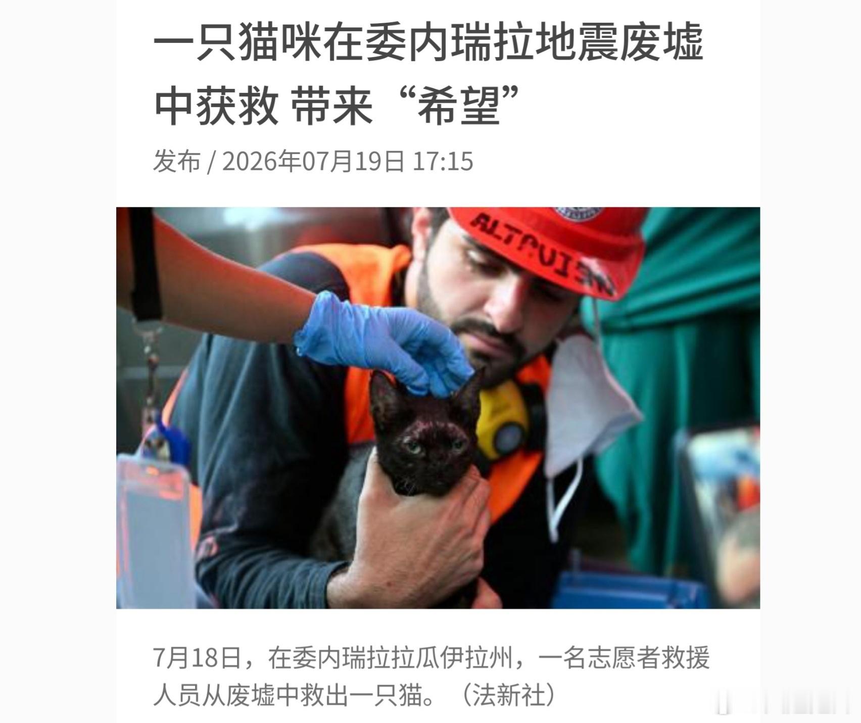 委内瑞拉强震过26天后，一只猫坚强获救。 