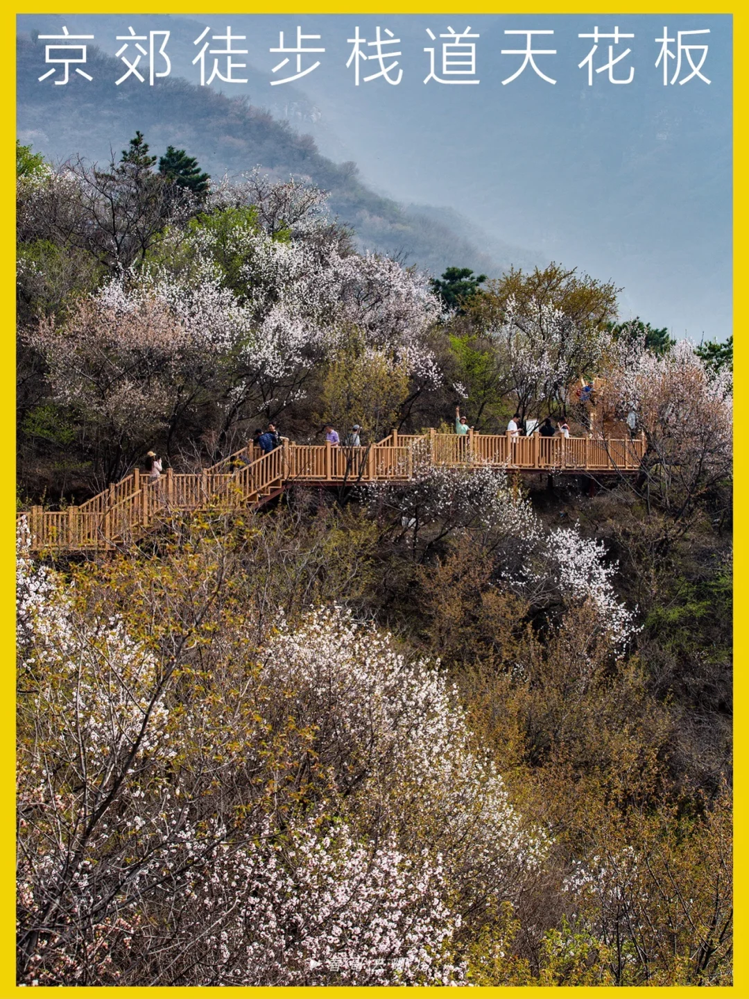 如此震撼的高山花海栈道，藏在门头沟的村里