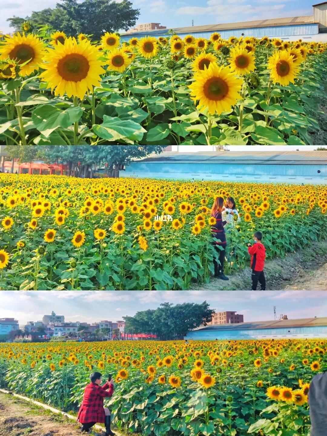 救命🆘东莞这100多亩的向日葵也太好看了