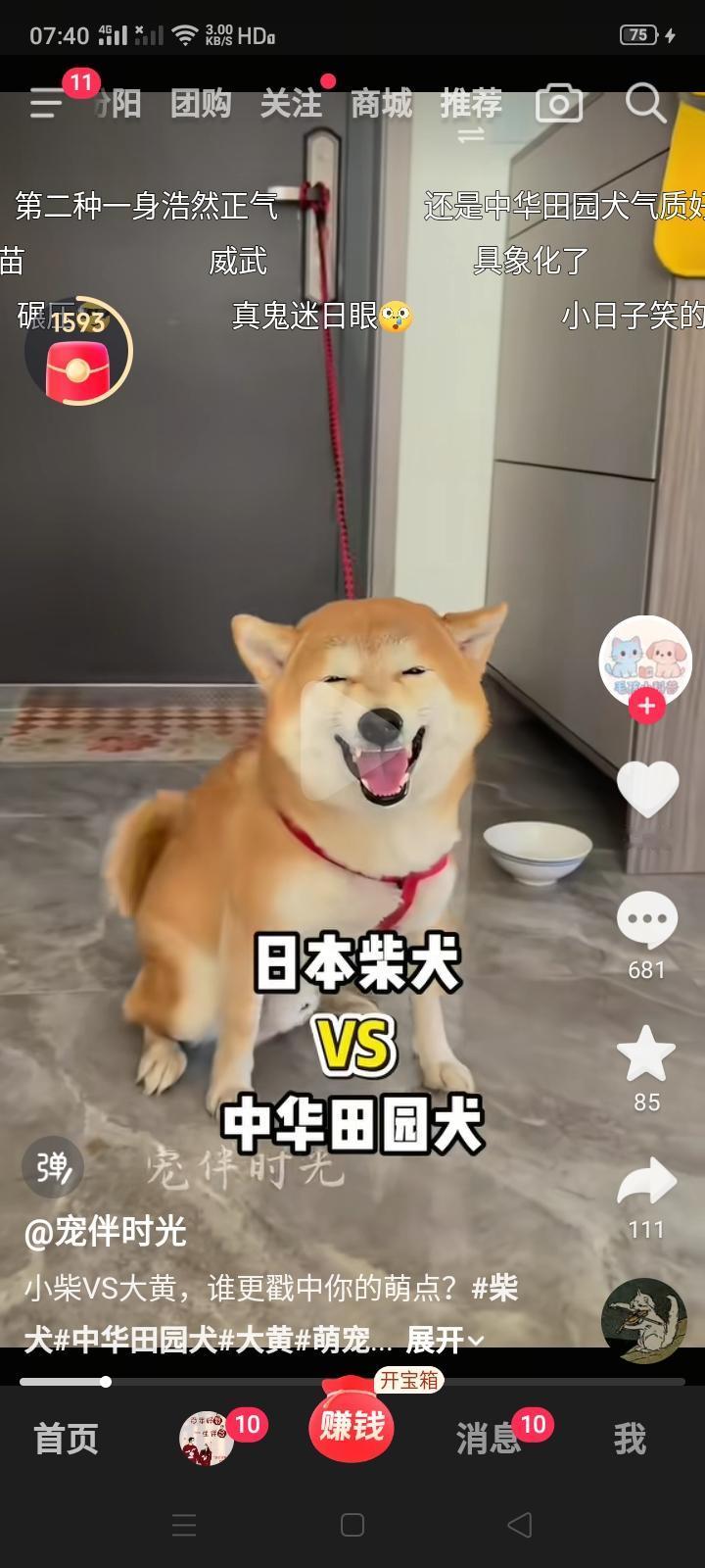 日本柴犬为什么喜欢鬼眯日眼的？这是因为得到日本人的言传身教？还是因为日本柴犬多年