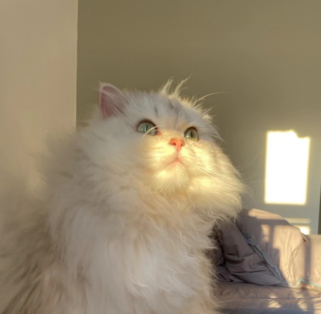 十七图猛吸酌酌#英国长毛猫##银渐层##辣椒家新家回访# ​​​