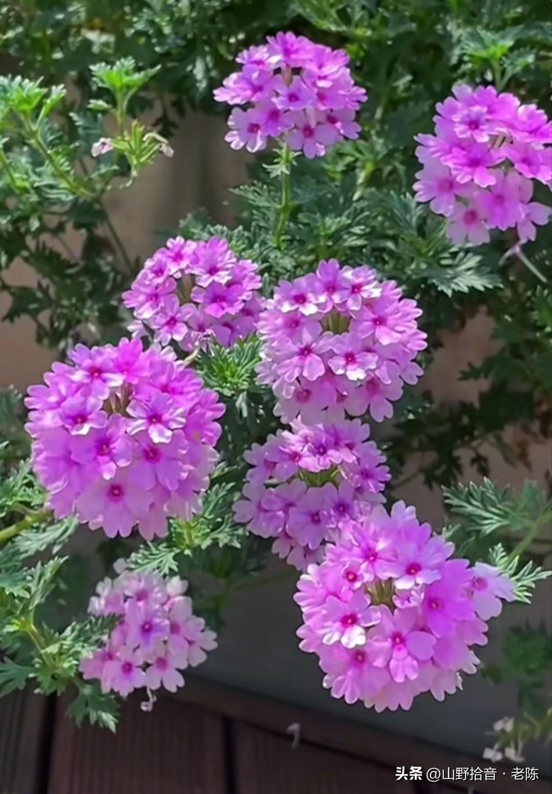 美女樱开得正盛，紫粉花瓣如绣球般簇拥，细叶衬托下更显娇俏灵动。它花语是“相守”与