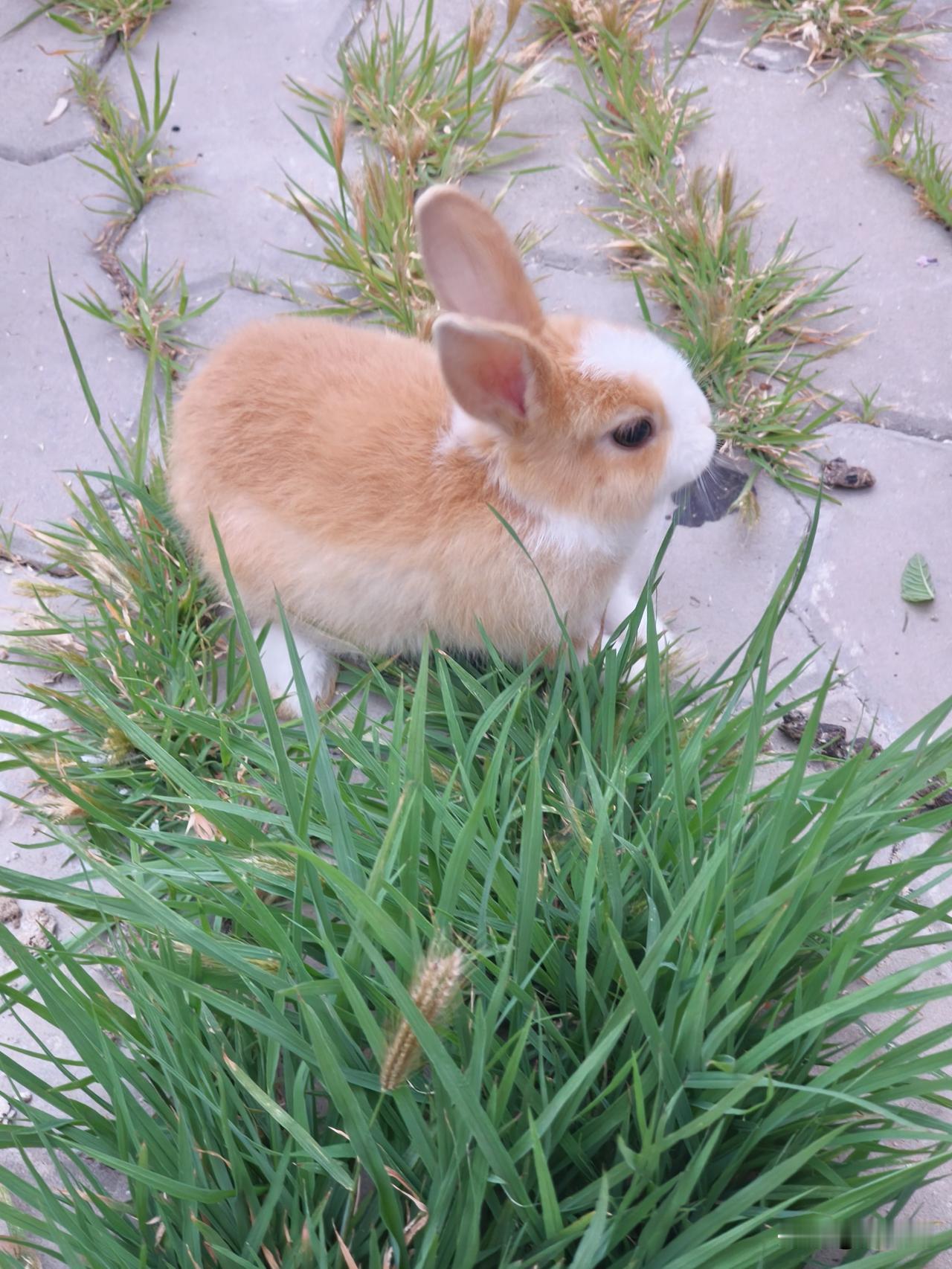 《草径兔影》

野径苔砖碧草齐，

茸茸浅褐卧清溪。

双耳静立听风细，

一片