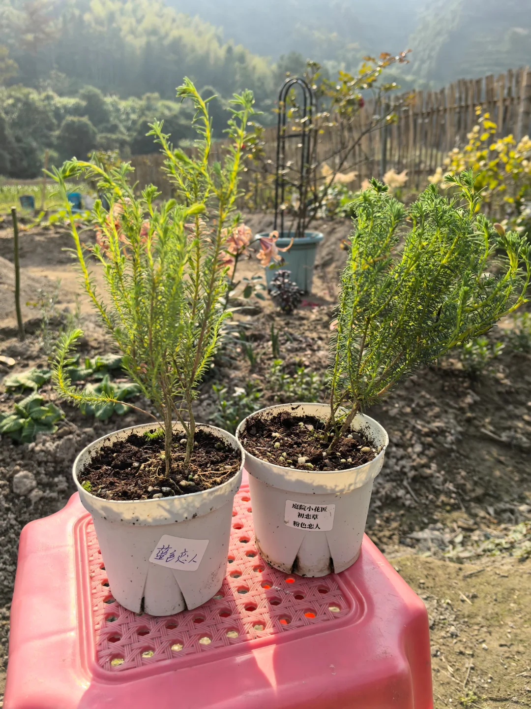 植物开箱：初恋草