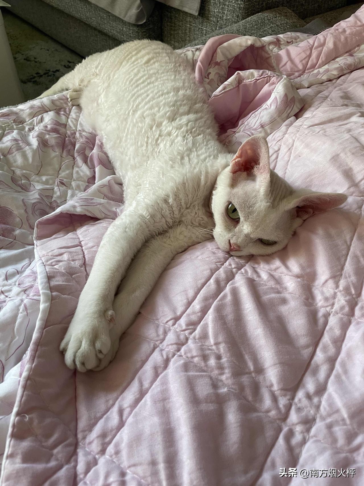 今天的小猫咪挺可爱哦，看看，是不是个睡美猫啊！
这两天气温有点高，每天都是33、